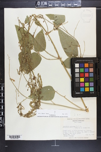 Desmodium canescens image