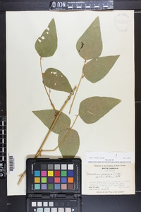 Desmodium canescens image