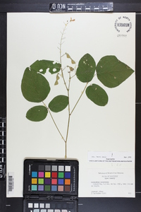 Desmodium canescens image