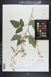 Desmodium canescens image