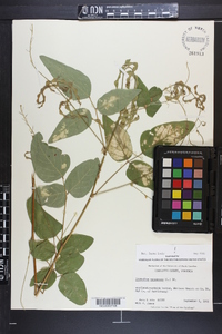 Desmodium canescens image