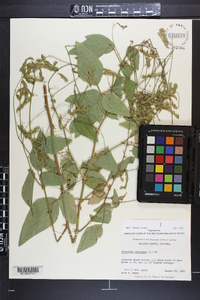 Desmodium canescens image