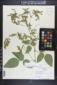 Desmodium canescens image