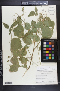 Desmodium canescens image