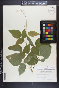 Desmodium canescens image