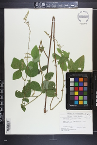 Desmodium canescens image