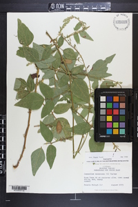 Desmodium canescens image