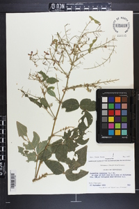 Desmodium canescens image