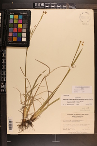 Sisyrinchium nashii image