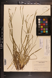 Sisyrinchium nashii image