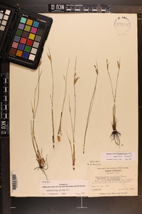 Sisyrinchium capillare image