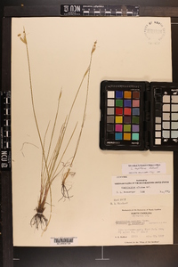 Sisyrinchium capillare image