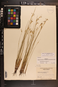 Sisyrinchium capillare image