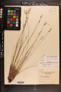 Sisyrinchium capillare image