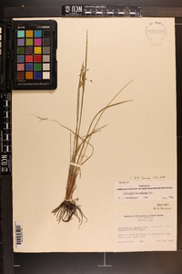 Sisyrinchium albidum image