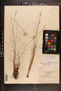 Sisyrinchium capillare image