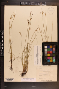 Sisyrinchium capillare image