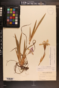 Iris verna var. smalliana image