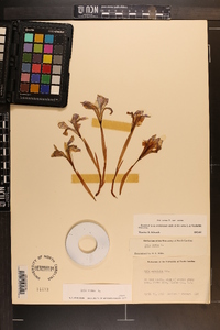 Iris verna image