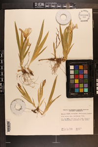 Iris verna image