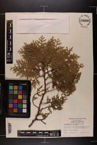 Chamaecyparis thyoides image