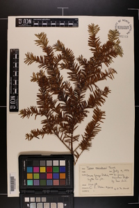 Taxus canadensis image