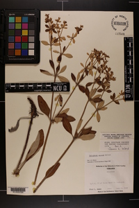 Eriogonum allenii image