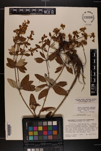 Eriogonum allenii image