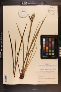 Iris tridentata image