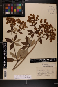 Eriogonum allenii image