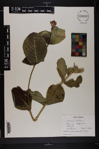 Lonicera dioica image