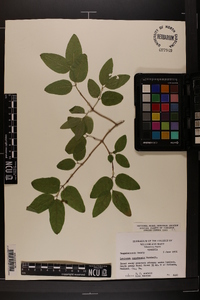 Lonicera canadensis image