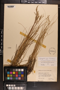 Calamagrostis cainii image