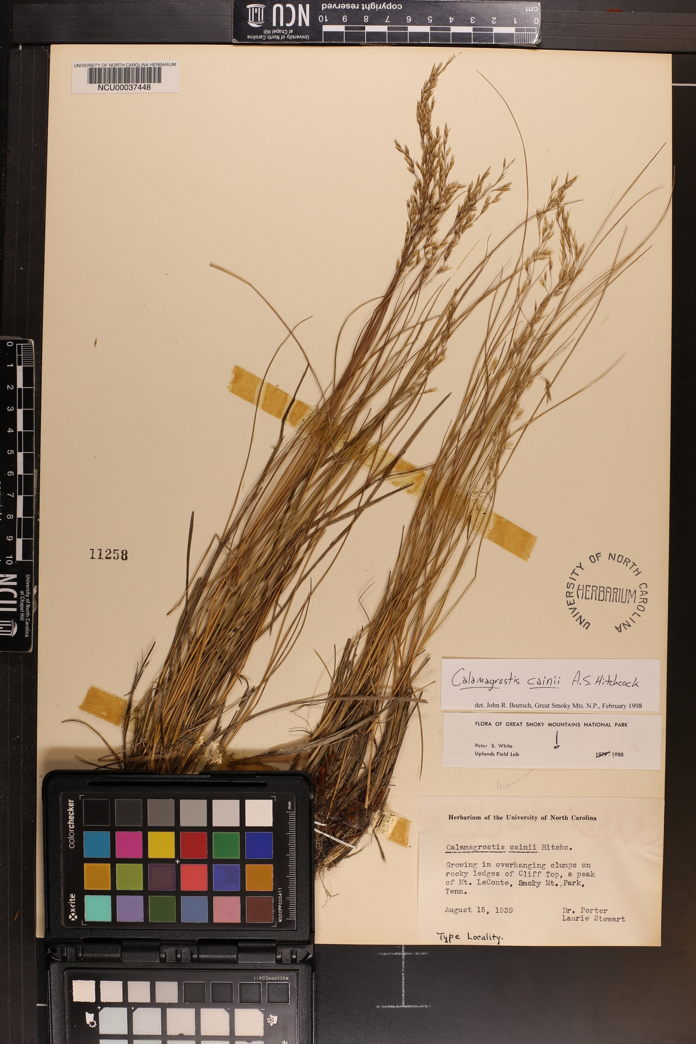 Calamagrostis cainii image