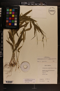 Brachyelytrum aristosum image