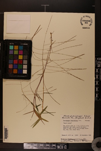 Gymnopogon brevifolius image