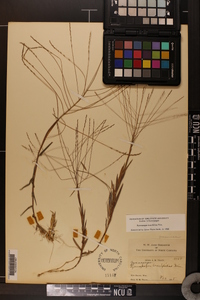 Gymnopogon brevifolius image