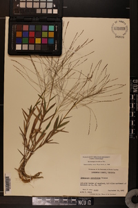 Gymnopogon brevifolius image