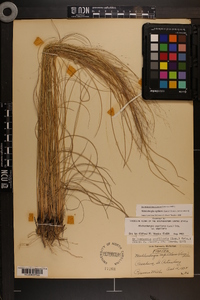 Muhlenbergia capillaris image