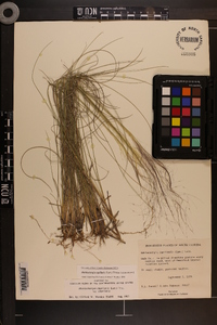 Muhlenbergia capillaris image