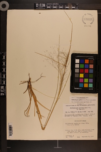 Muhlenbergia capillaris image