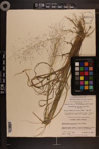 Muhlenbergia capillaris image