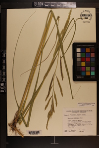 Spartina pectinata image