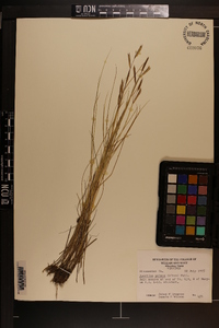 Spartina patens image