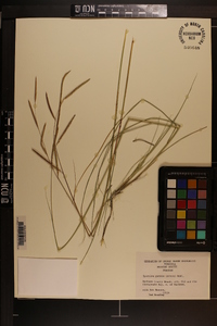 Spartina patens image