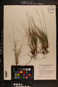 Carex eburnea image