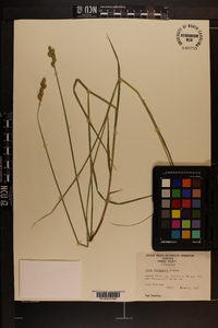 Carex festucacea image