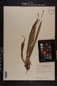 Carex plantaginea image