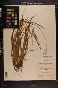 Carex leptonervia image