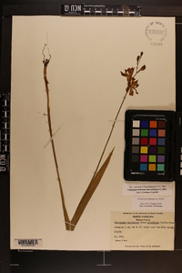 Calopogon tuberosus var. tuberosus image